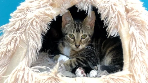 12 05 19 4K HD Video tabby in kitty house Stock Footage 124216166