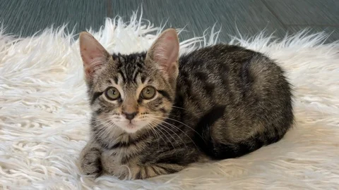 12 05 19 4K HD Video Tabby kitten on fur rug Stock Footage 124217754