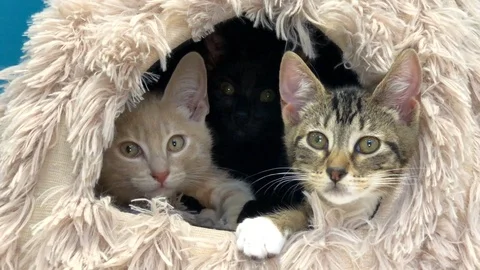 12 05 19 4K HD Video three tabbys in kitty house touch paws Stock Footage 124237153