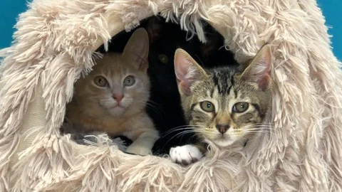 12 05 19 4K HD Video three tabbys in kitty house Stock Footage 124238652