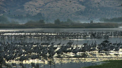 12 11 12Hula02Cranes Stock Footage 22499685