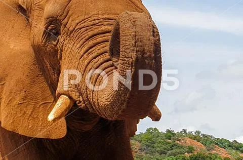 12 African Elephant male close encounter sanctuary head Stock Photos
