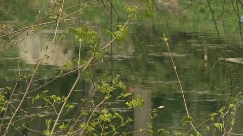 12-branches on the background of the lake 库存影片 126630326