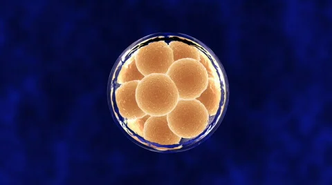 12 Cell Embryo Vidéo 330742