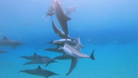 12 DOLPHINS SWIRLING Stock Footage 196235532