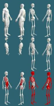 12 high resolution renders in 1, mans body with skeleton and organs Illustrazione stock
