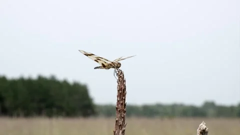 A 12-spotted dragonfly hangs on during a windy day. Stock-Footage 324763350