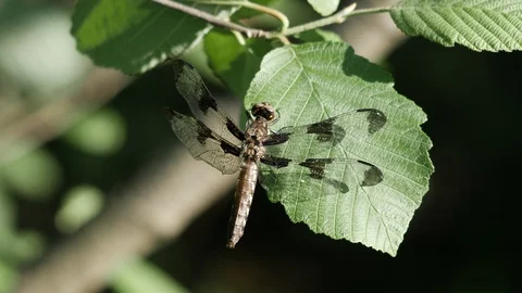 12 spotted dragonfly perched on a bright green leaf in the sun. Video stock 90371187