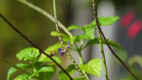 120 fps Blue-Banded Bee Landing on Flower. Stock Footage 334048554