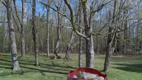 120 FPS Chickadee lands on a cup filled with peanuts in a wooded residential Stock Footage 92718015