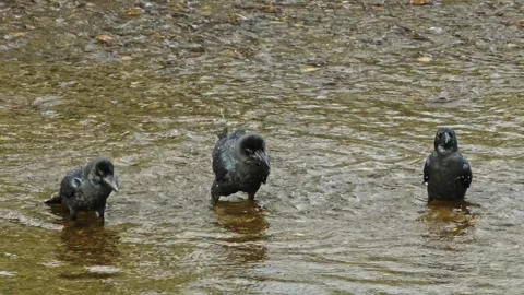 120 fps of Crows Bathing in a River. Stock-Footage 312450989