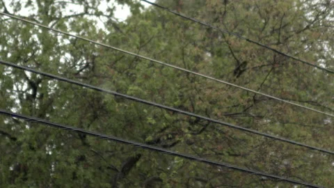 120 FPS Slow Motion Rain Drops on Power Lines Trees in Nature Background Stock Footage 219838793