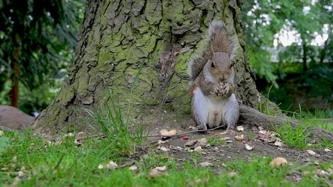 120 fps Super Slow Motion Grey Squirrel eating nuts at a park under a tree Stock Footage 111093595