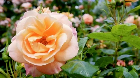 120 fps super slow motion of a pink and orange rose in wind Stock Footage 111093669