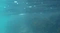 120 fps underwater footage of pebbles and seaweed, strong current, clear water HD Footage
