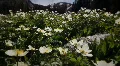 (1203) Colorado Rocky Mountains Alpine Meadow Wildflowers Summer Tourism LOOP HD Footage