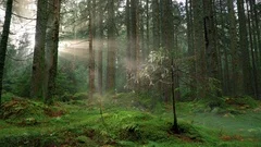 Seamless cinemagraph loop - Small tree catches sunlight in misty pine forest