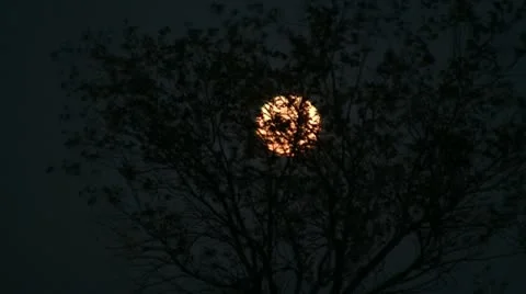 120506 Supermoon through the tree Stock Footage 10944315