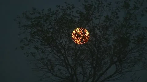 120506 Supermoon through the tree short Stock Footage 10943137