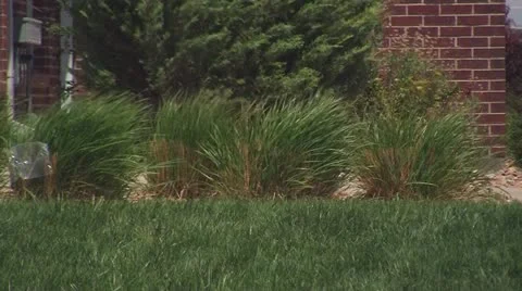 120524 grasses in wind Stock Footage 11073651