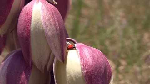 120524 ladybug on flower 1 Video stock 11074011