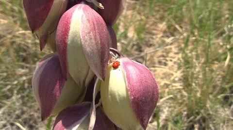 120524 ladybug on flower 2 Stock Footage 11073650