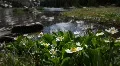 (1208) Colorado Rocky Mountains Alpine Wildflowers Summer Tourism Lake Outdoo HD Footage