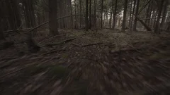 POV of a Wild Wolf or Another Animal Predator Stalking Its Prey Running
