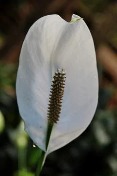 A vertical closeup shot of a white calla flower with a long yellow ...