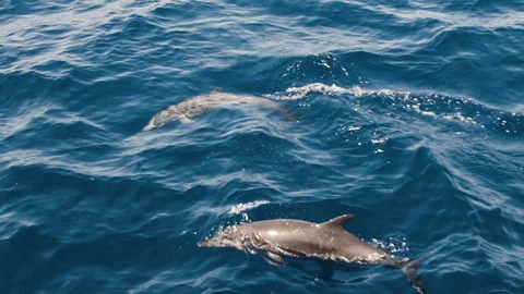 120fps dolphins breaching the surface. Super Slow Motion. Stock Footage 106799487
