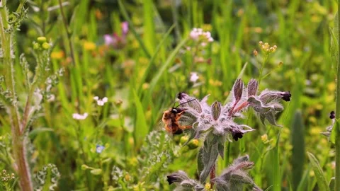 120fps Macro Video of Bee on Fuzzy Wildflower in Blooming Meadow Stock Footage 308378619