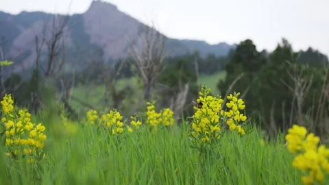 120fps Slow Motion Bee Pollinating Flowers at Mountain Base Stock Footage 276675735