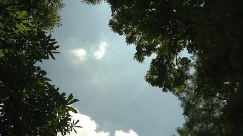 120fps Slow Motion Bird Flying Between Trees Stock Footage 112147596
