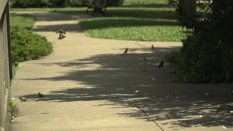 120fps Slow Motion Bird Flying Stock Footage 112147601