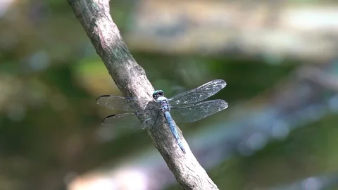 120fps slow motion closeup blue dragonfly looks around then takes off V24940a Stock Footage 112473406