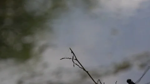 120fps slow motion dragonfly close up aborted landing V24932a Stock Footage 112471825