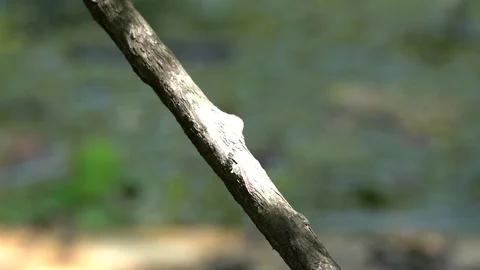 120fps slow motion dragonfly excellent landing and takeoff V24905a Stock Footage 112470720