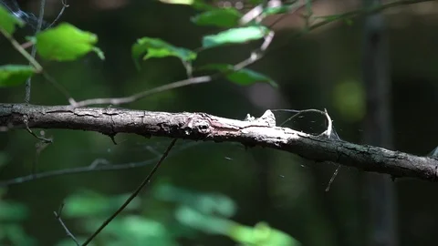 120fps slow motion dragonfly fly-by sunny spot V24938a Stock Footage 112472676