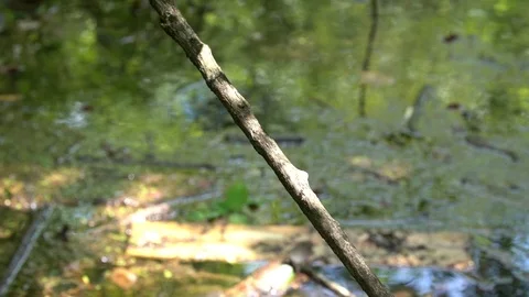 120fps slow motion dragonfly good landing V24896a Stock Footage 112468632