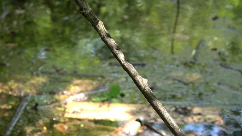 120fps slow motion dragonfly good landing V24897a Stock Footage 112470109