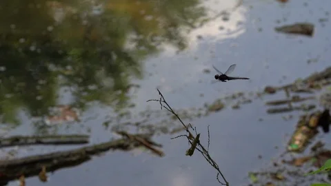 120fps slow motion dragonfly good landing wide shot V24930a Stock Footage 112472168