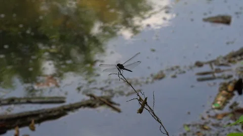 120fps slow motion dragonfly has unstable footing wide shot V24929a Video stock 112472174