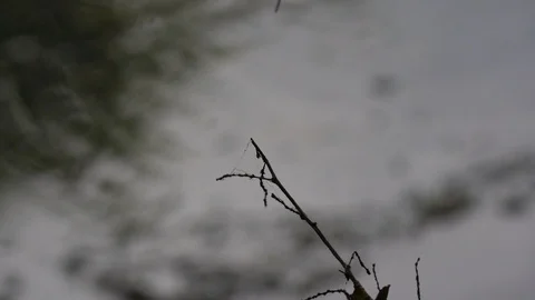 120fps slow motion dragonfly nice close-up landing V24934a Stock Footage 112472869