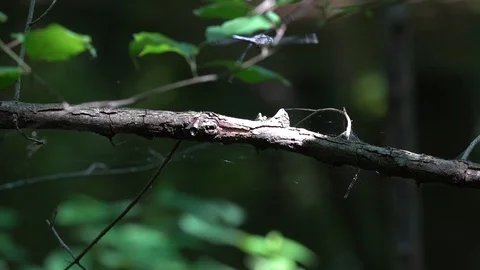120fps slow motion dragonfly nice multi-landing V24939a Stock Footage 112473191