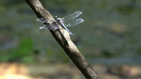 120fps slow motion dragonfly positioning - resting (close up) V24900a Stock Footage 112469930