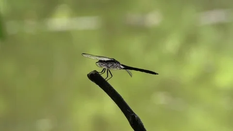 120fps slow motion dragonfly resting and takeoff (very close up) V24894a Stock Footage 112468560