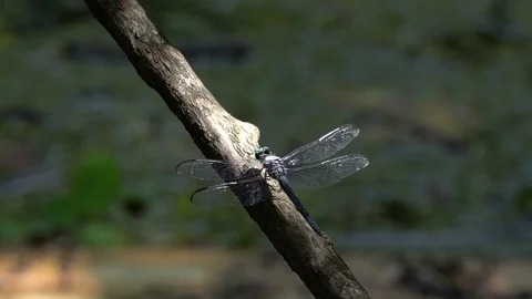120fps slow motion dragonfly resting and takeoff V24899a Stock Footage 112469623