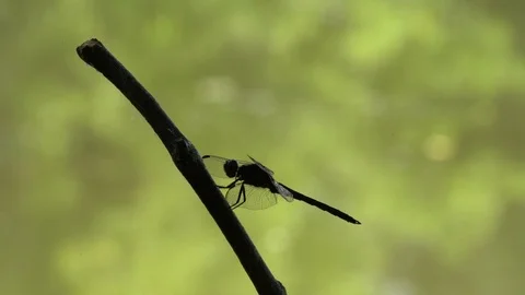 120fps slow motion dragonfly side view and takeoff very close up V24901a Video stock 112469561