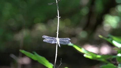 120fps slow motion dragonfly spin and takeoff V24941a Video stock 112473214