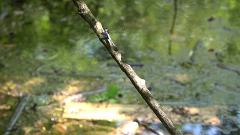 120fps slow motion dragonfly takeoff V24903a Video stock 112470099